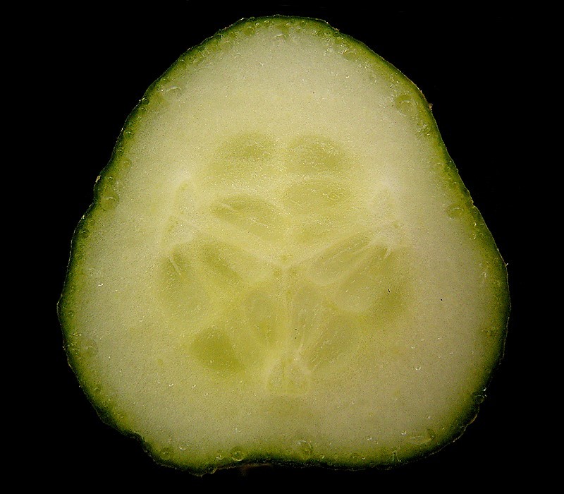 A cross section of a cucumber, a type of pepo.